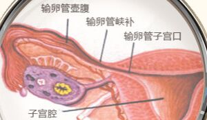 输卵管在怀孕过程中到底有多重要？