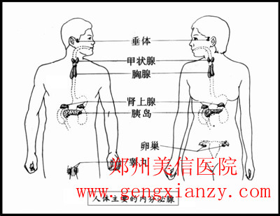 内分泌失调