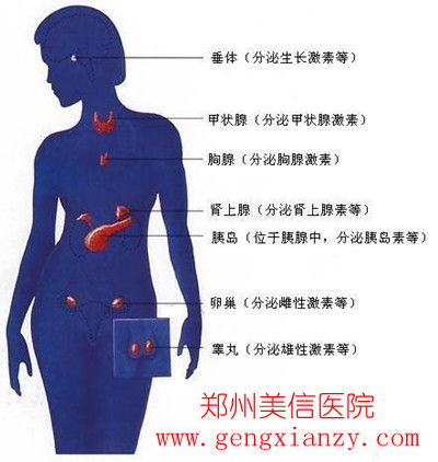 内分泌失调