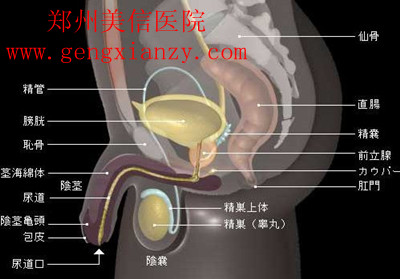 男性不育