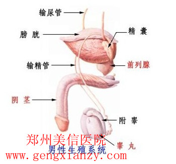 睾丸异常