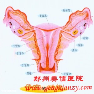 卵巢囊肿