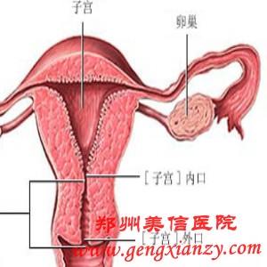 卵巢囊肿