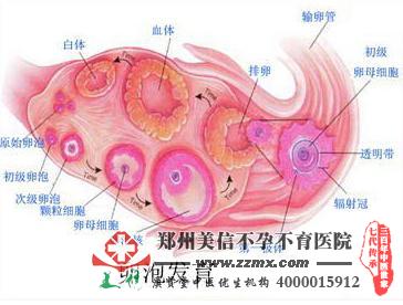 多囊卵巢