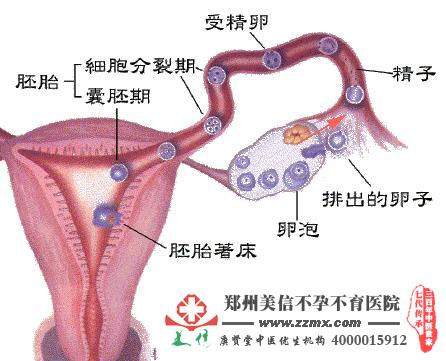 多囊卵巢