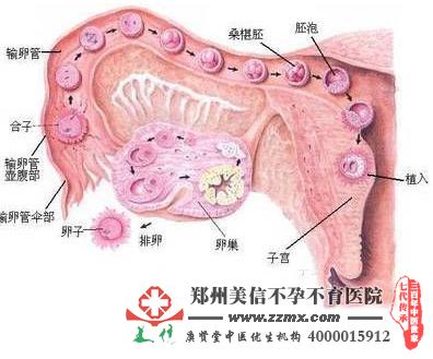 多囊卵巢