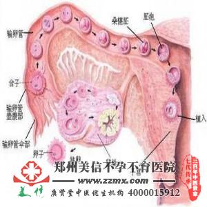 多囊卵巢